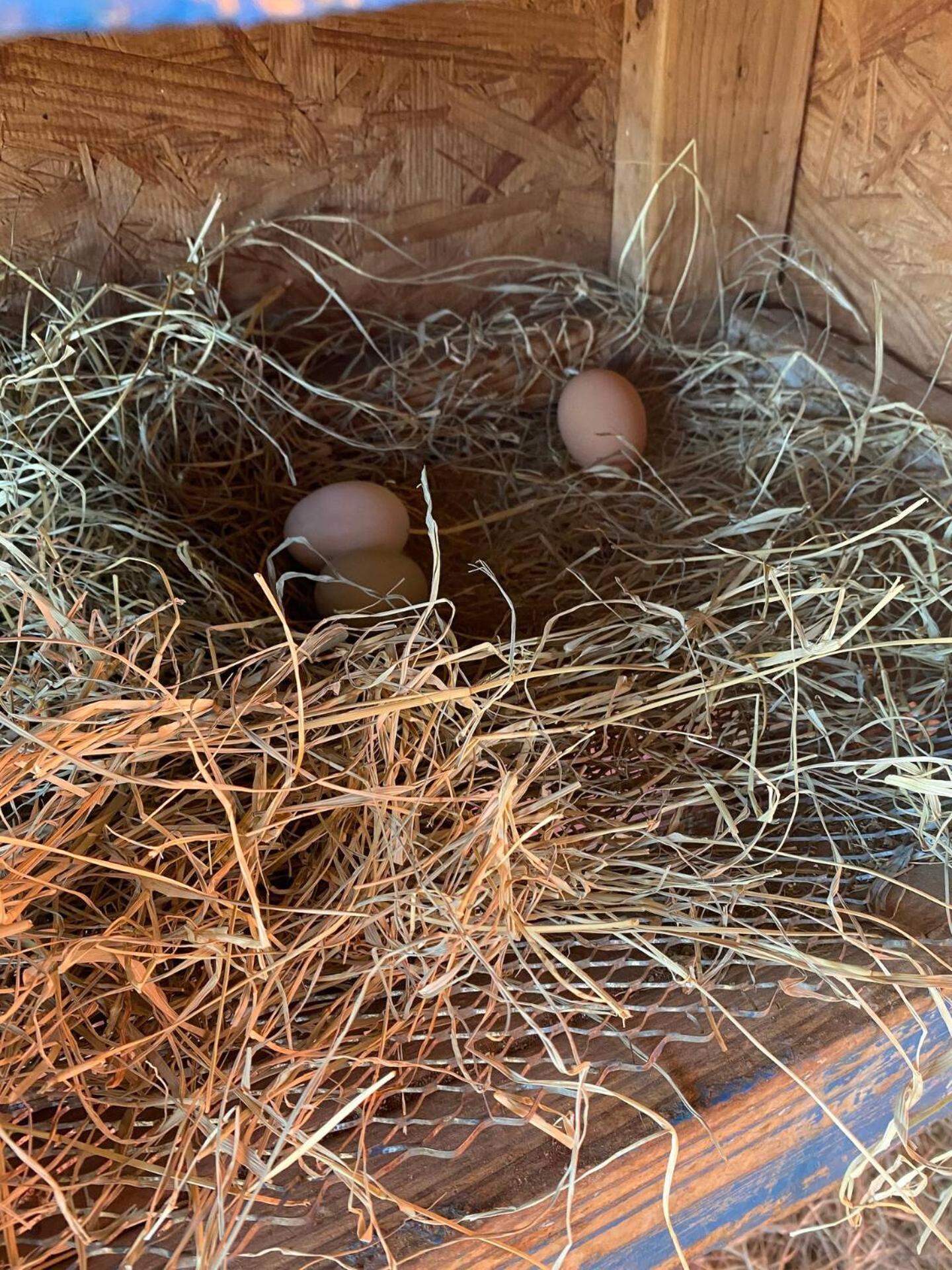 Nature Retreateclectic Country Boho Farmhouse Nocona エクステリア 写真