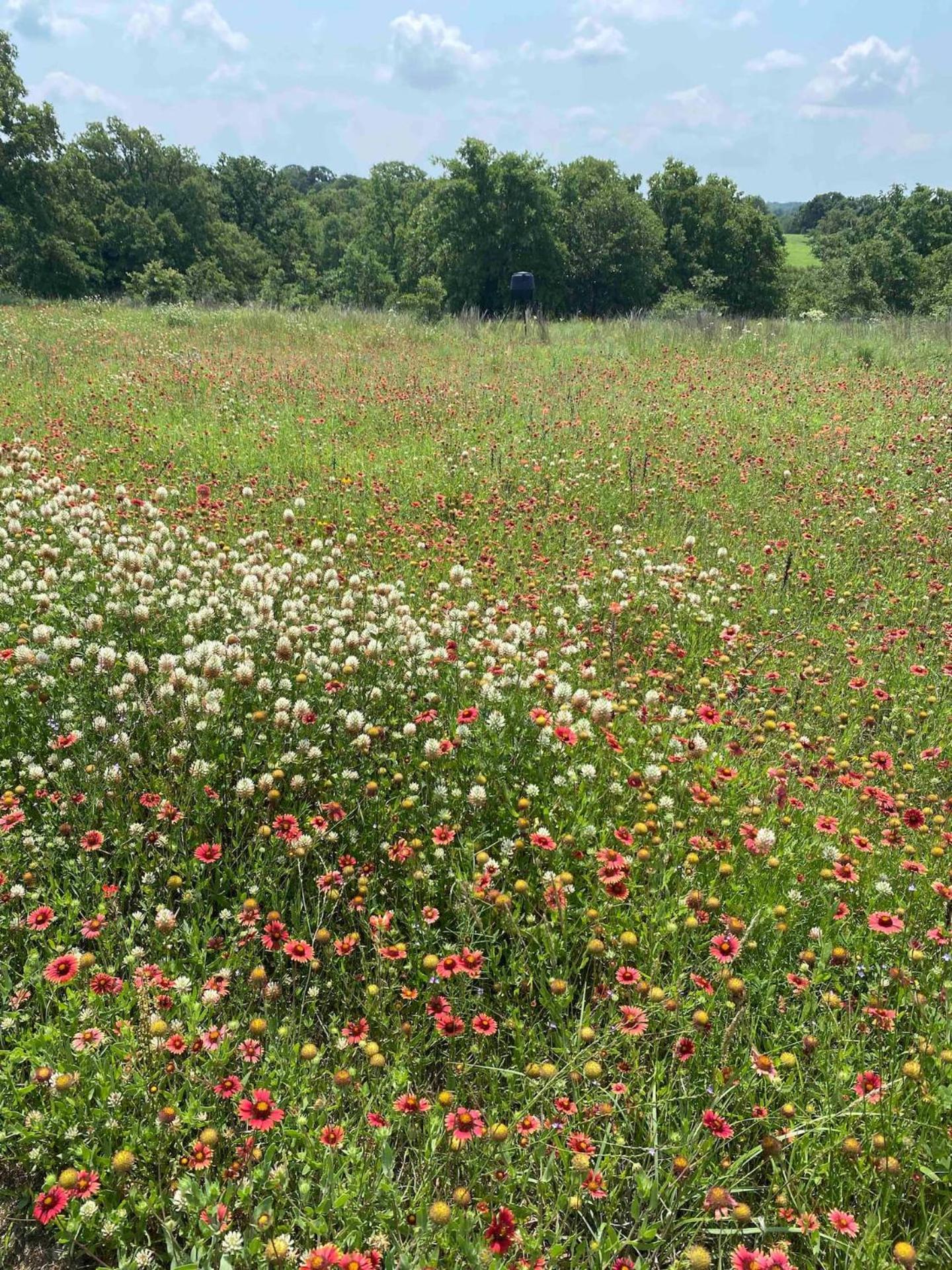 Nature Retreateclectic Country Boho Farmhouse Nocona エクステリア 写真